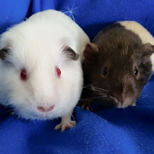 Bella and Mystique