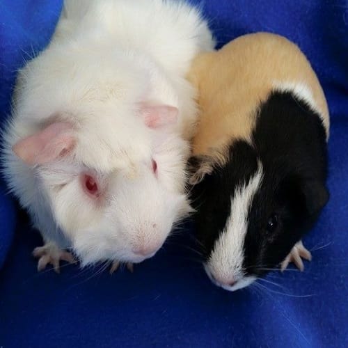 Cody and Petunia