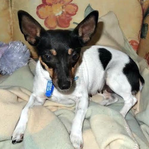 Spice ~ Tenterfield Terrier (On Trial 9/5/15)