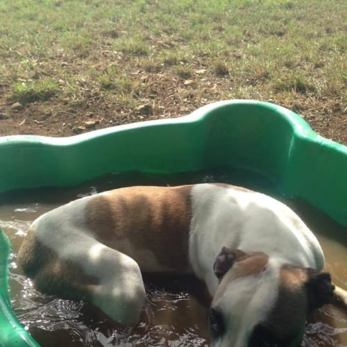 Duchess (adoption pending)