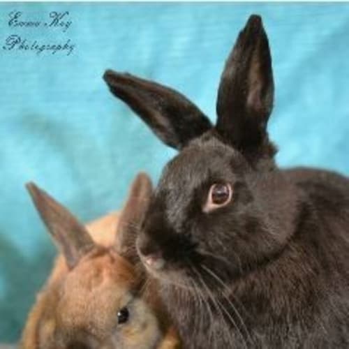 Fudge & Coco Chanel