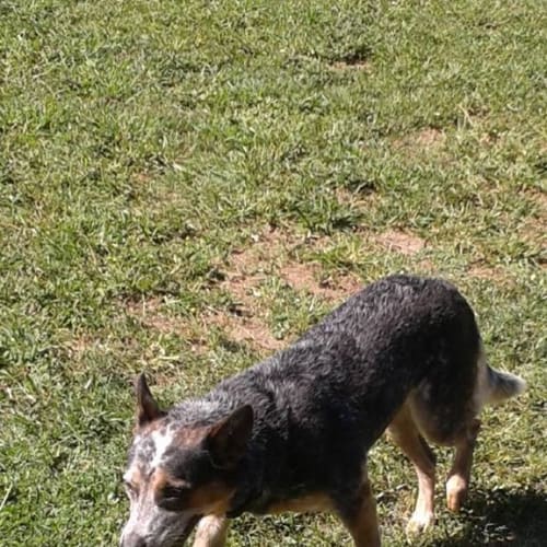 Sapphire (adoption pending)
