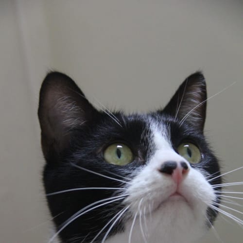 Loki