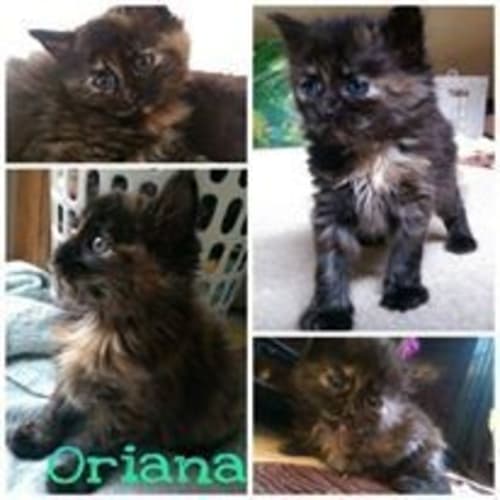 Oriana