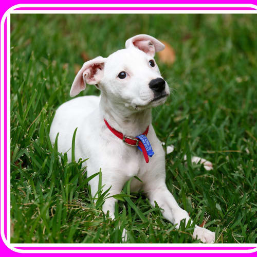 Sorbet ~ Adopted with love 14/2/16