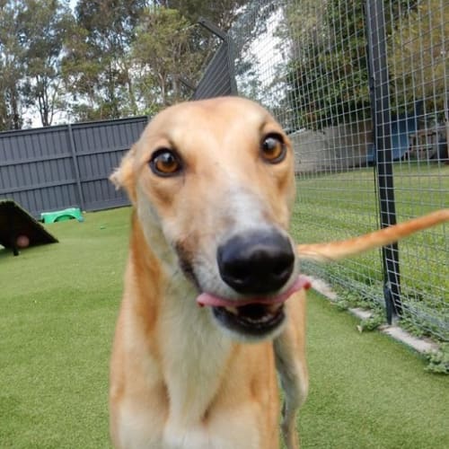 ‘Ricky’, The Eyes Have It. Brisbane