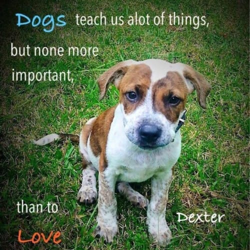 Dexter