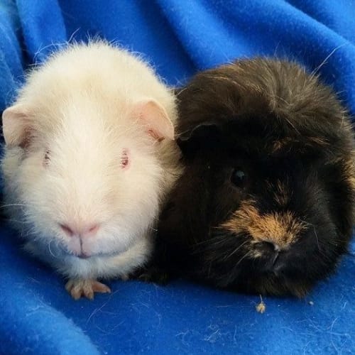Sam and Alistar