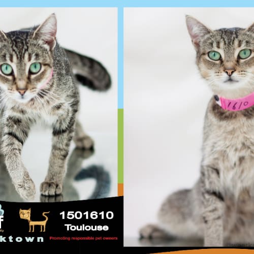 Toulouse ~ #1501610