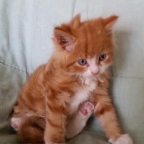 Percy