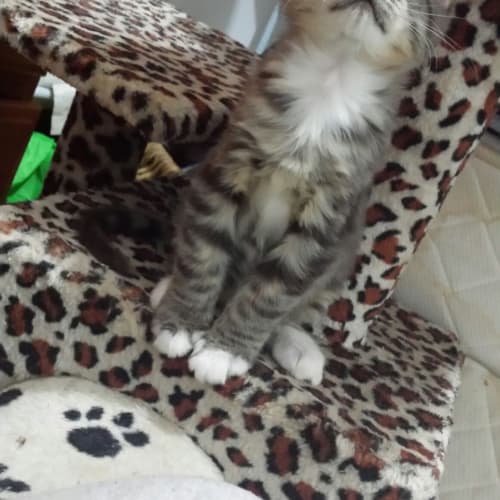 Morty (special needs)