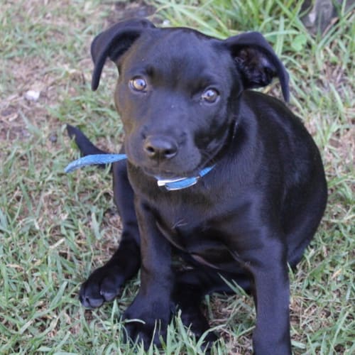 Ruby
