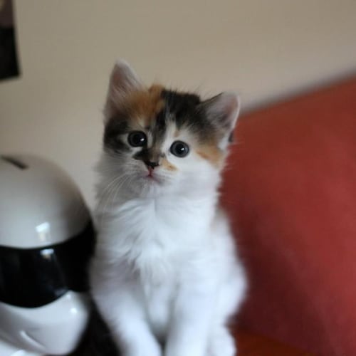 Toffee