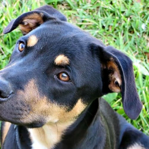 Mitch ~ Kelpie x (on trial 16/5/15)