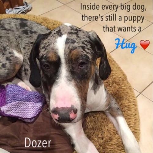 Dozer (Cat Friendly)