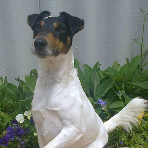 Wally DL1013