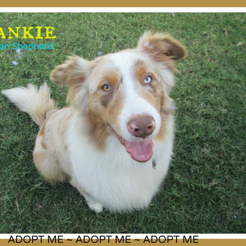 Frankie ~ Australian Shepherd (on trial 31/5/15)