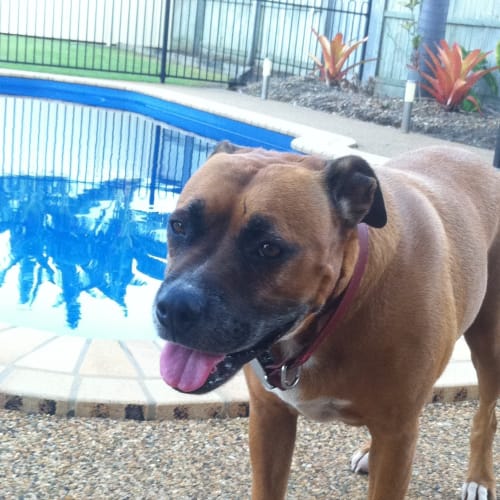 Lucy (adoption pending)