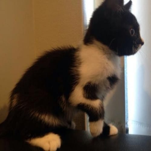 Kiki
