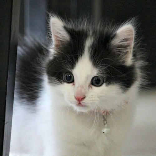 Lucy Adoption Pending