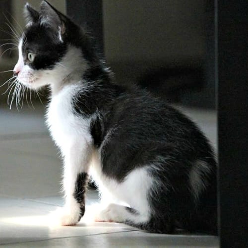 Bug * $50 *  Adoption Pending 