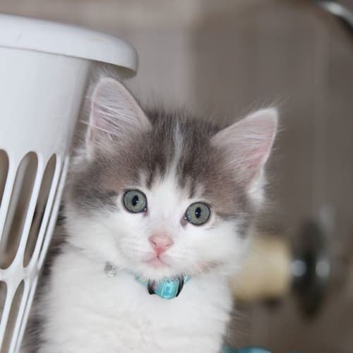 Zac Adoption Pending