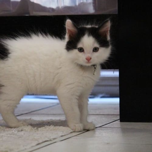 Bobbi  Adoption Pending