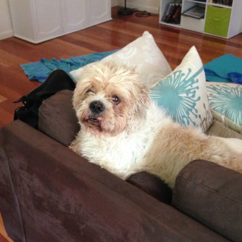 Jackson Adoption Pending