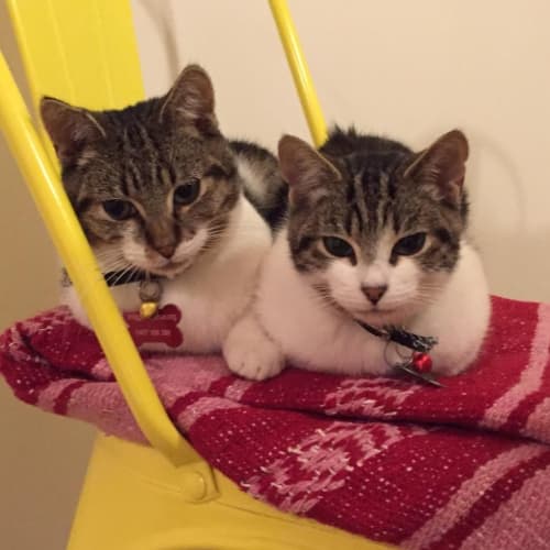 Lawrence and Elliot