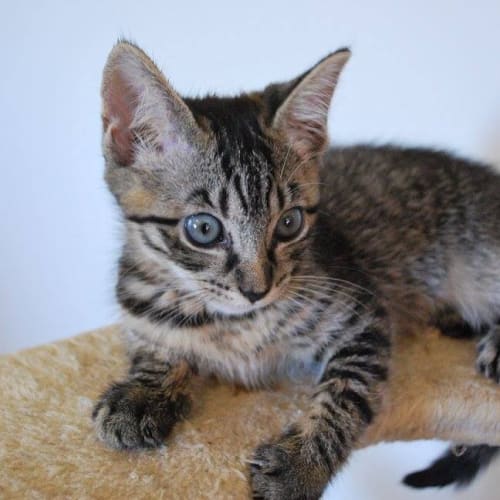 Anastasia  ***Adoption Pending***