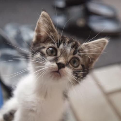 Ali