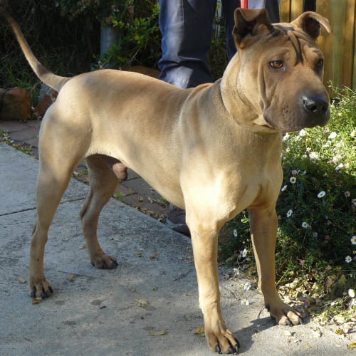 Willow