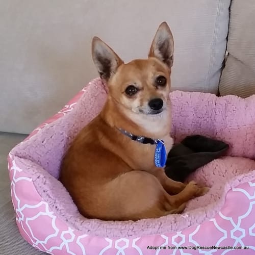 Velcros ~ Chihuahua (On Trial 14/5/15)