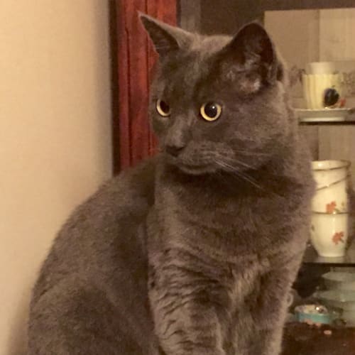 Charlie Blue
