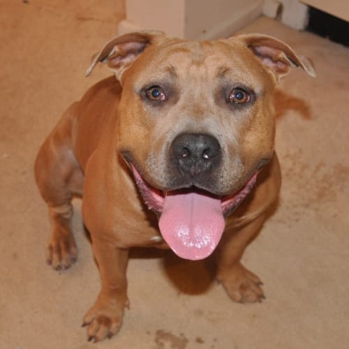 Helix ~ Purebred American Staffy (Trial 20/5/15)