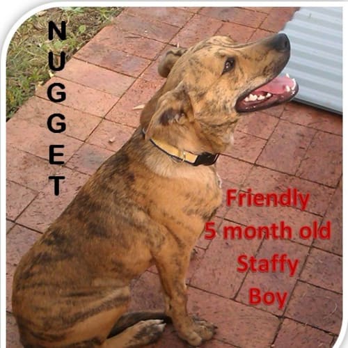 Nugget ~ Kelpie x Staffy
