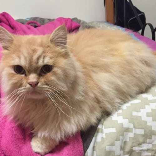 Albert