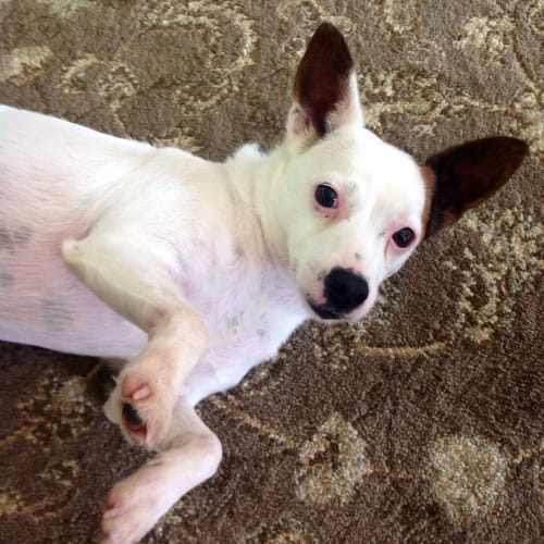 No photo for **** Tilly *Suits Apartment Living* A Sweetheart