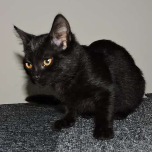 Mia