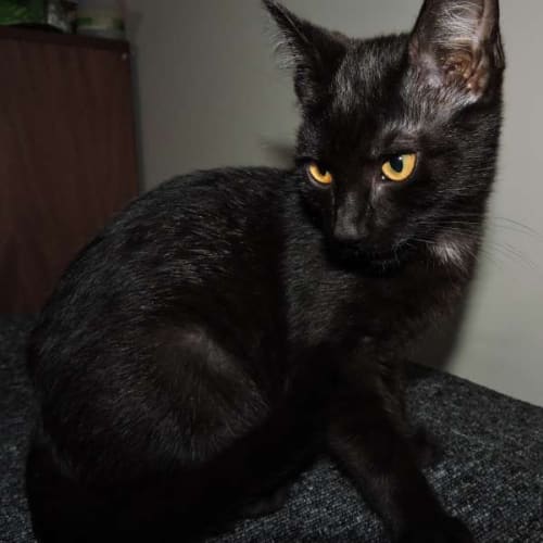 Coco