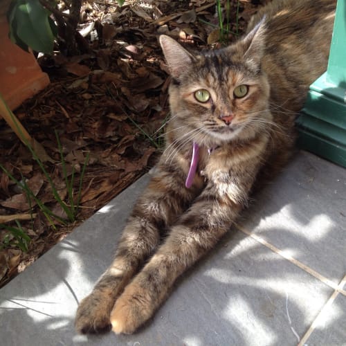 Lucy (The Pet House, Westfield Tuggerah)