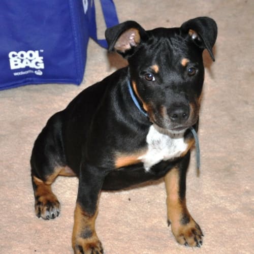 Autumn ~ Kelpie x Staffy