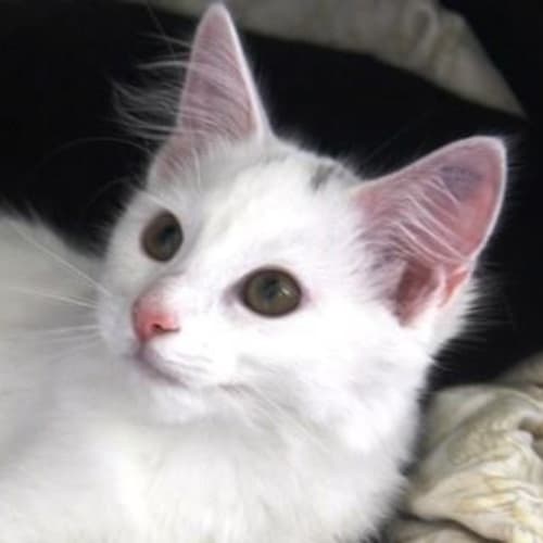 Sammy