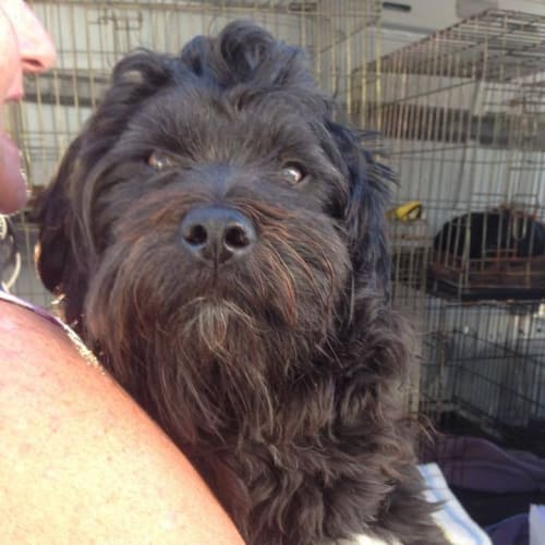 Vegemite (adoption pending)