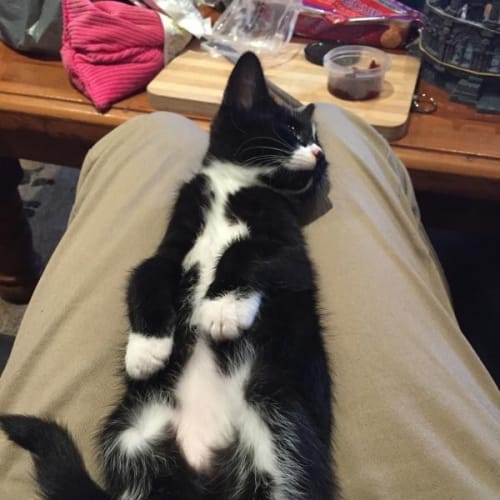 Ghost - Direkitty