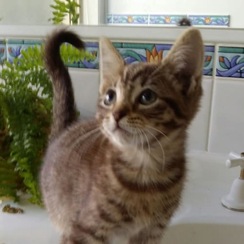 Charlotte Adoption Pending