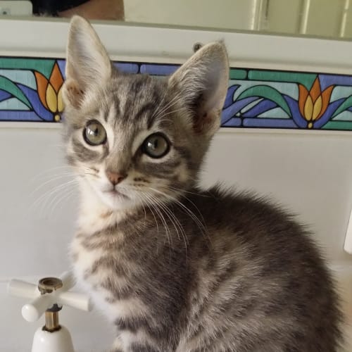 Diana Adoption Pending