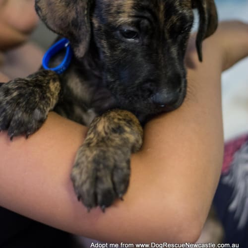 Prayah ~ Mastiff x puppy, (on trial 24/5/15)