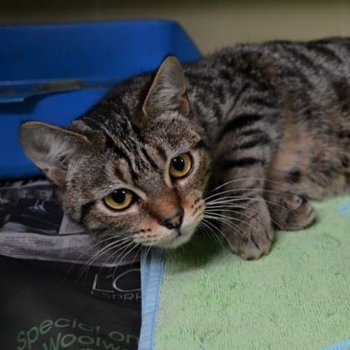 No photo for Jefferson Needs To Get Out Of The Pound!