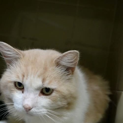 No photo for Micky Needs A Warm Cuddly Home!